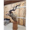 Image 10 : African Kudu Pedestal Taxidermy Mount
