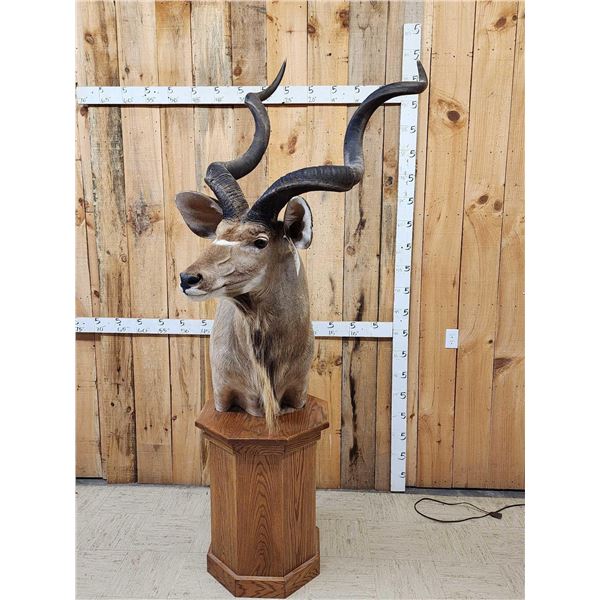 African Kudu Pedestal Taxidermy Mount