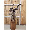 Image 1 : African Kudu Pedestal Taxidermy Mount