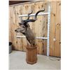 Image 3 : African Kudu Pedestal Taxidermy Mount