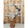 Image 4 : African Kudu Pedestal Taxidermy Mount