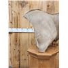 Image 5 : African Kudu Pedestal Taxidermy Mount