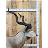 Image 6 : African Kudu Pedestal Taxidermy Mount