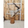 Image 7 : African Kudu Pedestal Taxidermy Mount
