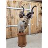 Image 9 : African Kudu Pedestal Taxidermy Mount