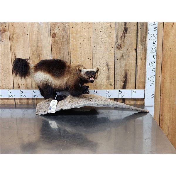 Alaskan Wolverine Full Body Taxidermy Mount