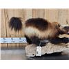 Image 2 : Alaskan Wolverine Full Body Taxidermy Mount