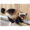 Image 3 : Alaskan Wolverine Full Body Taxidermy Mount