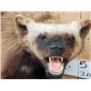 Image 4 : Alaskan Wolverine Full Body Taxidermy Mount