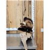 Image 5 : Alaskan Wolverine Full Body Taxidermy Mount