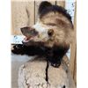 Image 6 : Alaskan Wolverine Full Body Taxidermy Mount