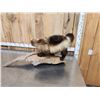 Image 7 : Alaskan Wolverine Full Body Taxidermy Mount