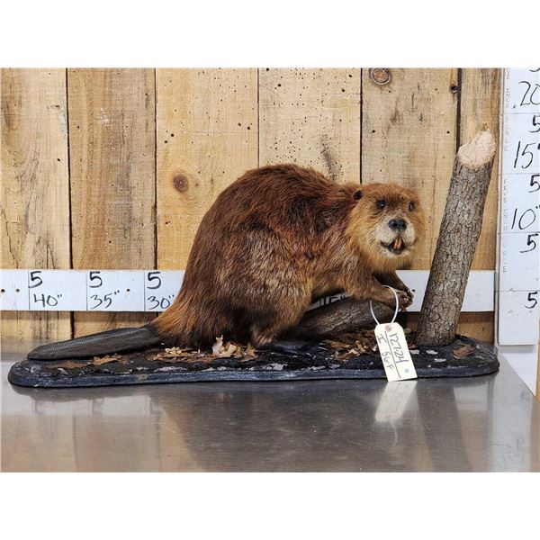 Beaver Full Body Taxidermy Mount
