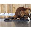 Image 2 : Beaver Full Body Taxidermy Mount