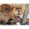 Image 3 : Beaver Full Body Taxidermy Mount