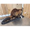 Image 4 : Beaver Full Body Taxidermy Mount