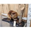 Image 5 : Beaver Full Body Taxidermy Mount