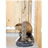 Image 6 : Beaver Full Body Taxidermy Mount