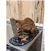 Image 7 : Beaver Full Body Taxidermy Mount