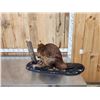 Image 8 : Beaver Full Body Taxidermy Mount
