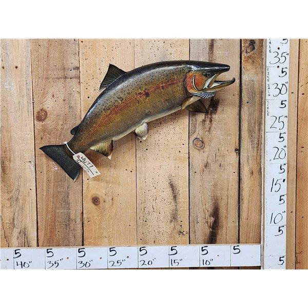 32" Salmon Fish Taxidermy
