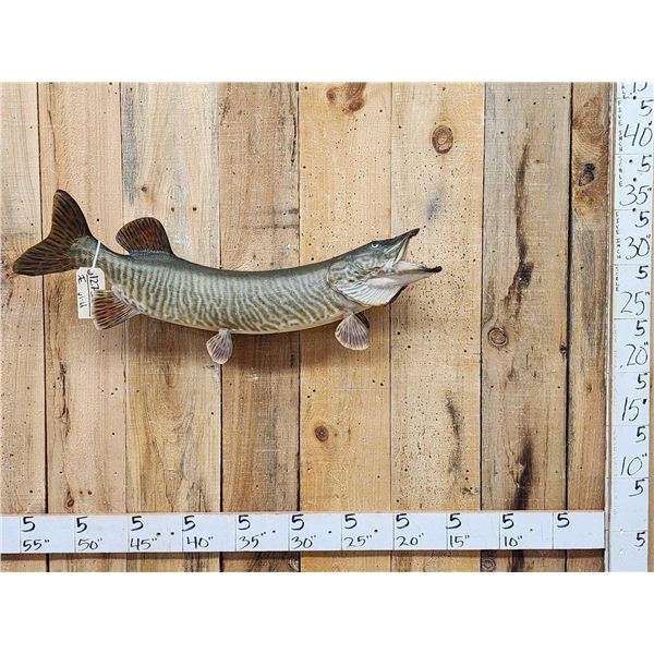 37" Muskie Real Skin Fish Taxidermy