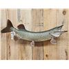 Image 2 : 37" Muskie Real Skin Fish Taxidermy