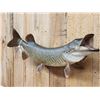Image 3 : 37" Muskie Real Skin Fish Taxidermy