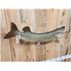 Image 4 : 37" Muskie Real Skin Fish Taxidermy
