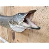Image 5 : 37" Muskie Real Skin Fish Taxidermy
