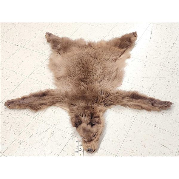 Juvenile Cinnamon Phase Black Bear Tanned Fur Taxidermy