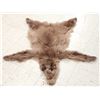 Image 1 : Juvenile Cinnamon Phase Black Bear Tanned Fur Taxidermy