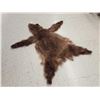 Image 2 : Juvenile Cinnamon Phase Black Bear Tanned Fur Taxidermy