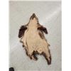 Image 4 : Juvenile Cinnamon Phase Black Bear Tanned Fur Taxidermy