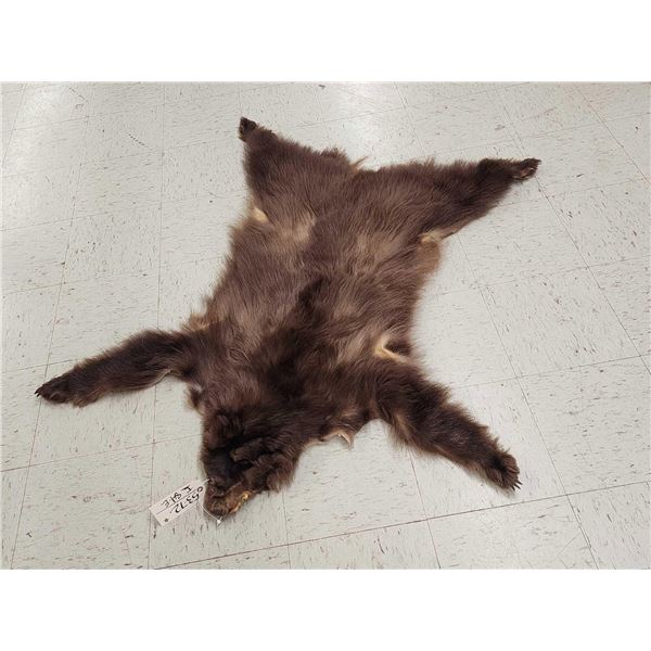 Juvenile Black Bear Tanned Fur Taxidermy
