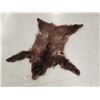 Image 1 : Juvenile Black Bear Tanned Fur Taxidermy