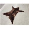 Image 3 : Juvenile Black Bear Tanned Fur Taxidermy