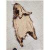 Image 4 : Juvenile Black Bear Tanned Fur Taxidermy