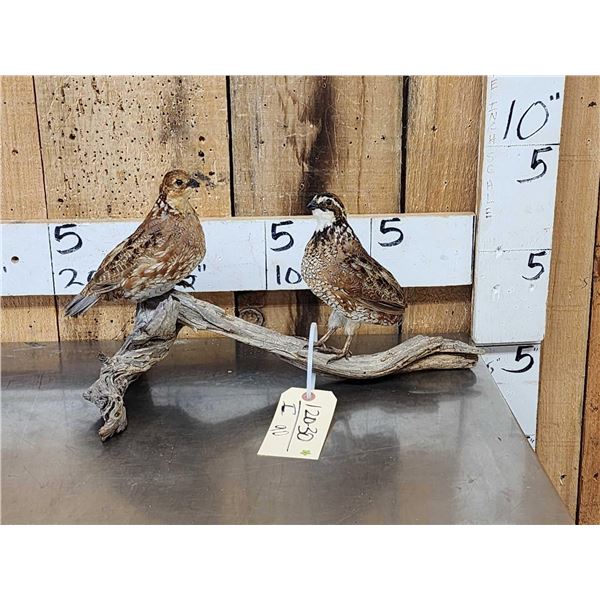 Male & Female Quail Full Body Bird Taxidermy