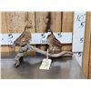 Image 1 : Male & Female Quail Full Body Bird Taxidermy