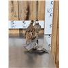 Image 2 : Male & Female Quail Full Body Bird Taxidermy