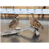 Image 3 : Male & Female Quail Full Body Bird Taxidermy