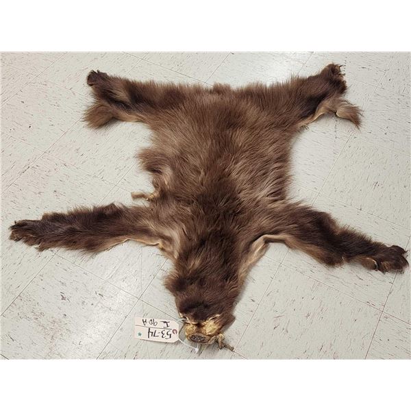 Juvenile Black Bear Tanned Fur Taxidermy