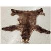 Image 1 : Juvenile Black Bear Tanned Fur Taxidermy