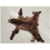 Image 2 : Juvenile Black Bear Tanned Fur Taxidermy