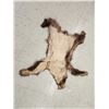 Image 3 : Juvenile Black Bear Tanned Fur Taxidermy