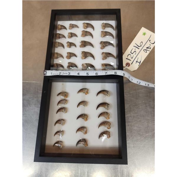 36 Black Bear Claws Taxidermy