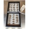 Image 1 : 36 Black Bear Claws Taxidermy
