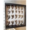 Image 2 : 36 Black Bear Claws Taxidermy