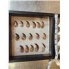 Image 3 : 36 Black Bear Claws Taxidermy